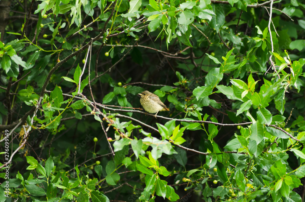 Common redstart on cherry branch, chick Common redstart on cherry branch, chick