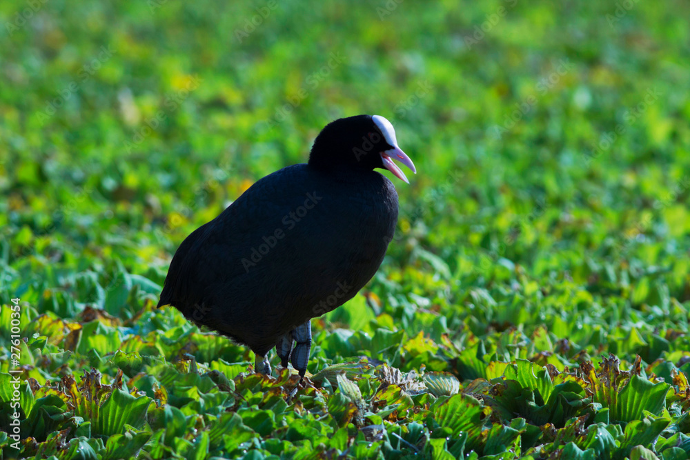 Common Coot, Kolhapur, Maharashtra, India Common Coot, Kolhapur, Maharashtra, India