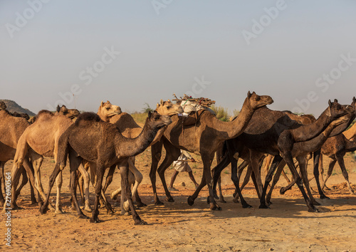 Camels  Animal  Sand  Desert  Walk  Travel  Sun  Sky  Roaming  Black camel