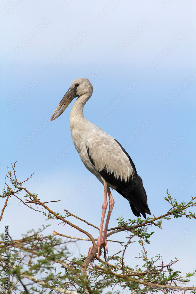 Obraz premium Openbill stork, Bhigvan, Pune, Maharashtra, India