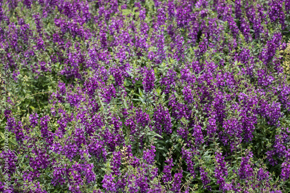 Purple flowers beside my house