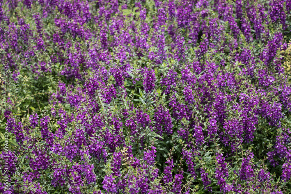 Purple flowers beside my house Purple flowers beside my house