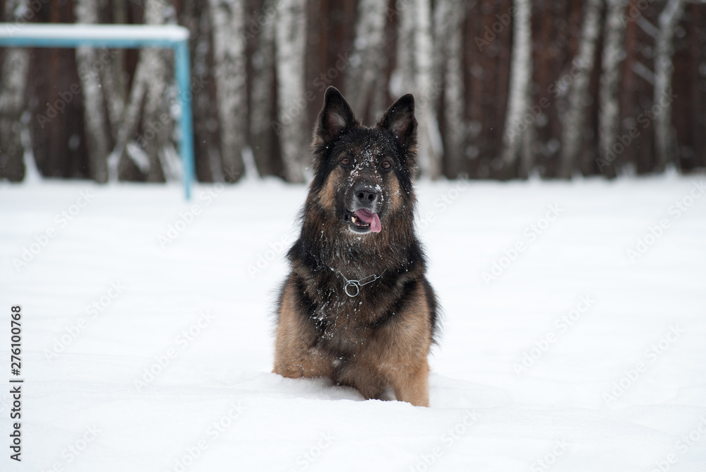 East European Shepherd playing in the snow East European Shepherd playing in the snow