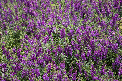 Purple flowers beside my house