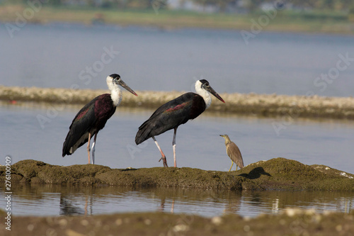 Wooly necked stork, Bhigvan, Pune, Maharashtra, India photo