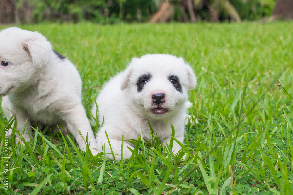 Thai bangkaew dog 2 cute white puppies playing in the park and look at camera sitting in grass. Thai bangkaew dog 2 cute white puppies playing in the park and look at camera sitting in grass.