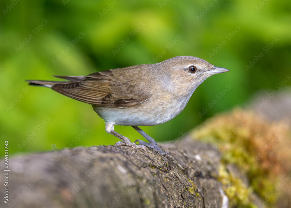 warbler warbler