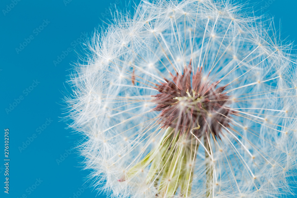 Fototapeta premium Zegar mniszka lekarskiego, zbliżenie, makro - obraz.