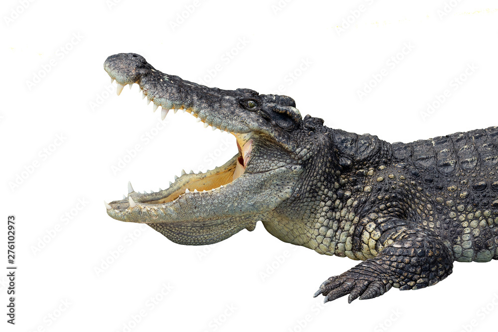 Obraz premium Freshwater crocodile opens on the white background.