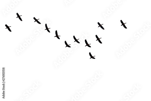Bird groups are flying on a white background.