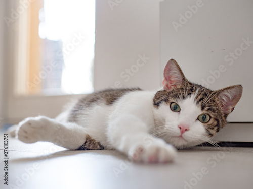 Fototapeta Naklejka Na Ścianę i Meble -  Beautiful home cat lying on the floor, place for text, one paw pulled forward