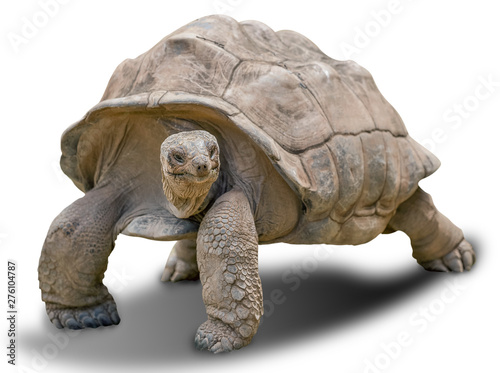 Giant tortoise on white background  photo
