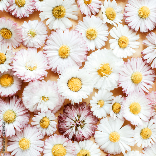 Daisy chamomile flower buds background. Flat lay  top view minimal summer floral pattern composition.