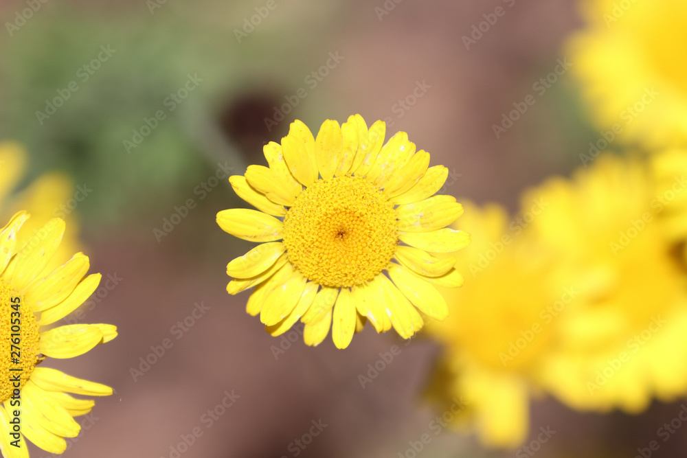 Fototapeta premium Chrysanthème des blés