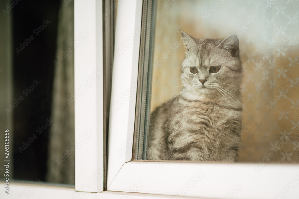 beautiful cat looks out the window