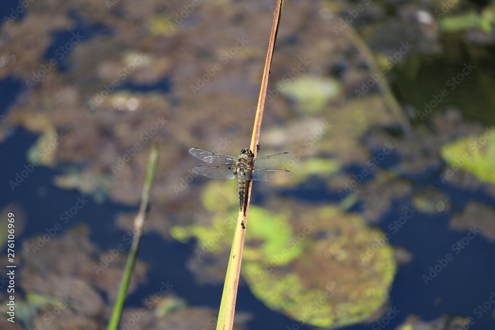 dragonfly on branch over a pond dragonfly on branch over a pond