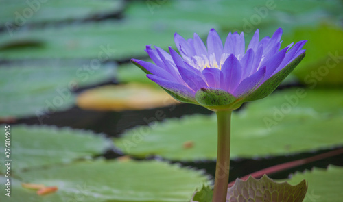 Purple Lotus flowers bloom beautifully in the pool in the Sun in morning sun slowly so soft.