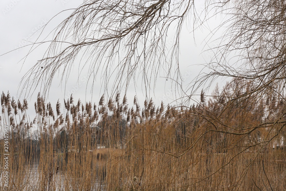 Obraz premium Dry grass and branches background