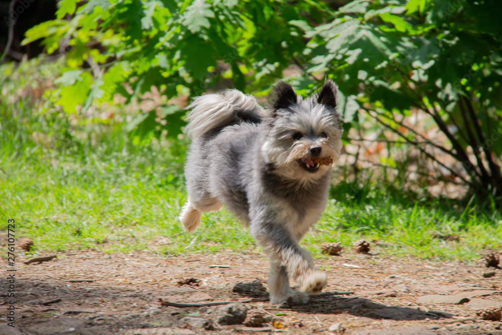 Small dog walking in the forest playing with a pineapple Small dog walking in the forest playing with a pineapple
