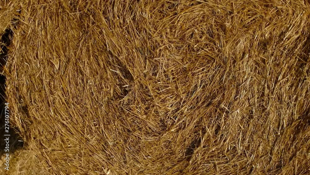 Hay bales on the field after harvest. Agricultural field. Video shot with flipping. Hay bales on the field after harvest. Agricultural field. Video shot with flipping.