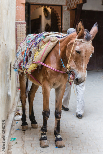 Donky in the medina of Fez