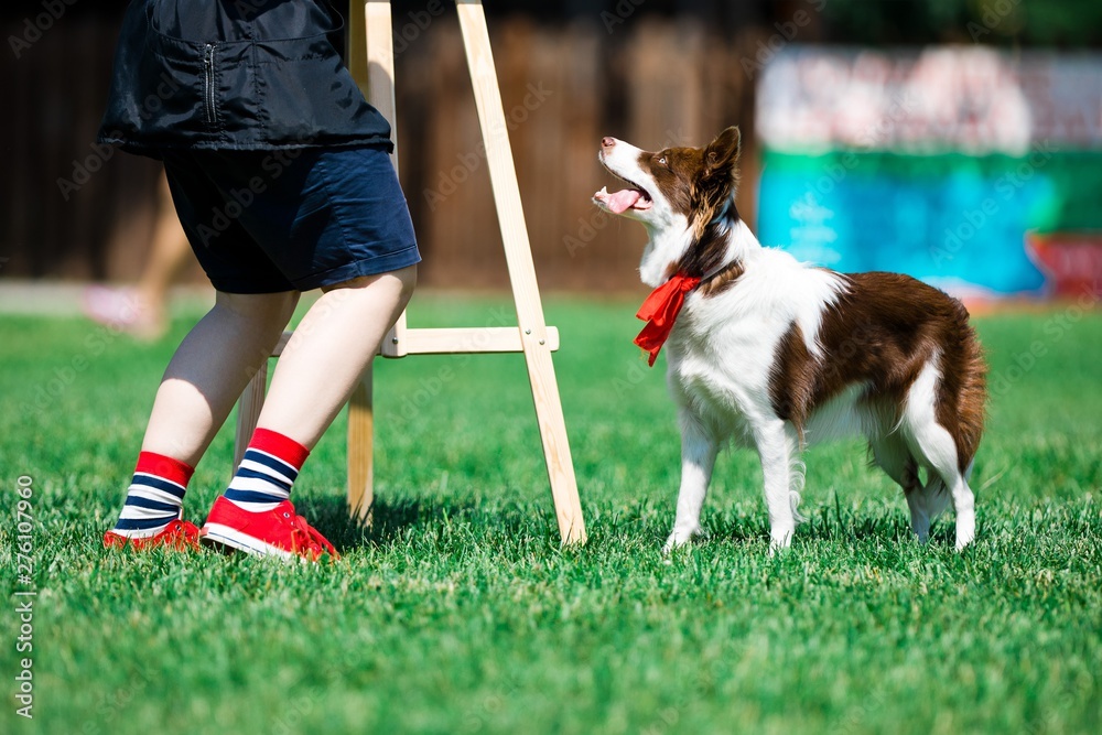 Brown and white border collie during obedience training.