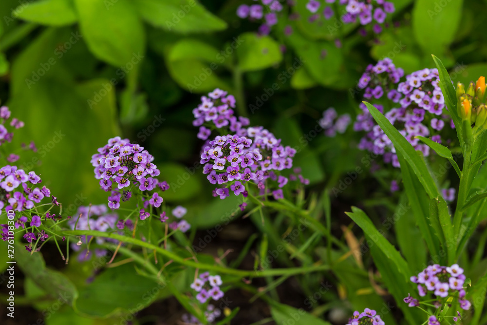 group of small white and purple flowers in the wildflower garden group of small white and purple flowers in the wildflower garden