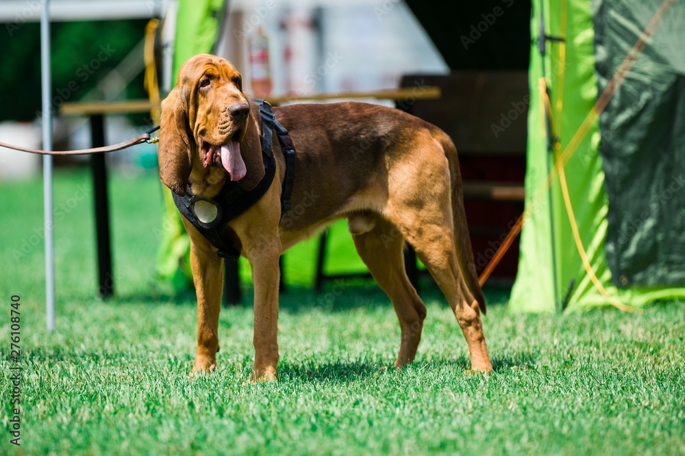 Bloodhound dog on lash - obrazy, fototapety, plakaty 