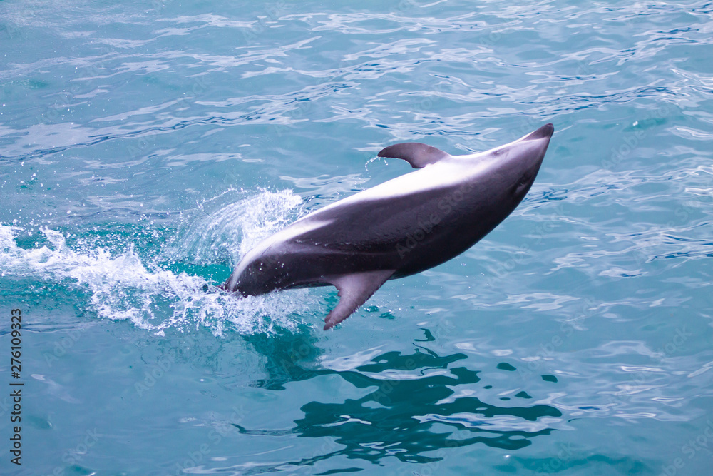Fototapeta premium Dusky Dolphin up side down above the sea jumping in Kaikoura