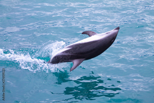 Dusky Dolphin up side down above the sea jumping in Kaikoura © Marco
