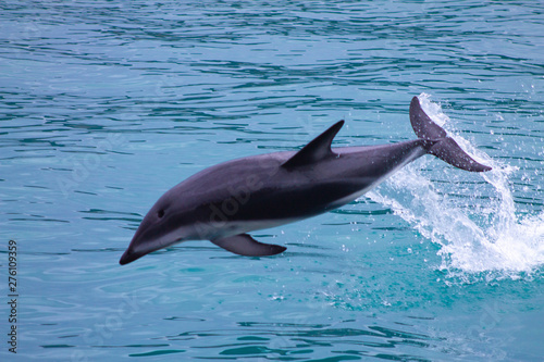 Dusky Dolphin jumping out of the sea