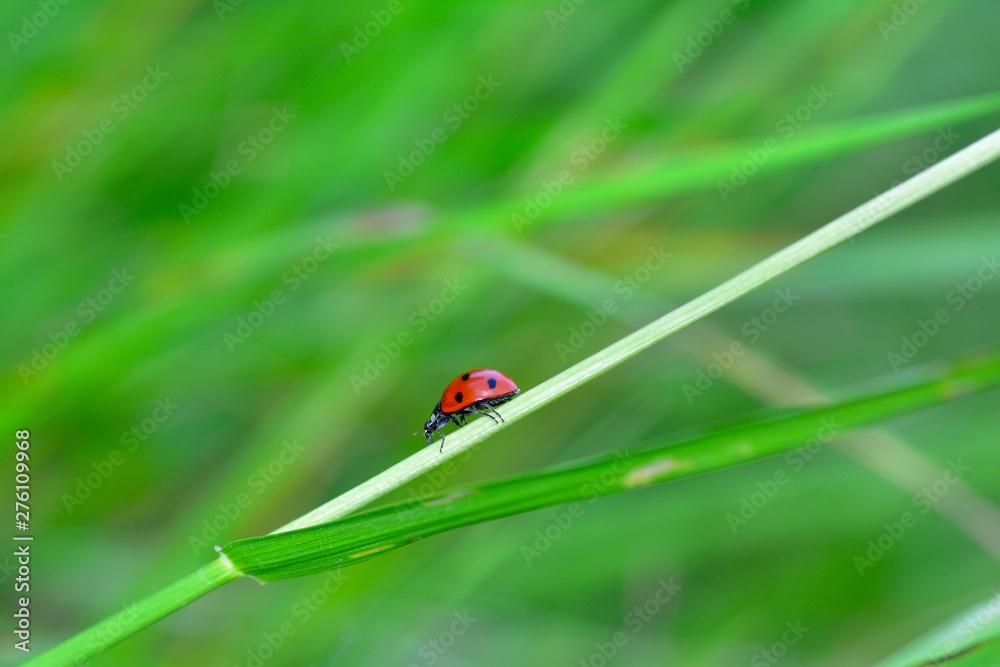 Red Ladybird on plant in green nature with many copy space Red Ladybird on plant in green nature with many copy space