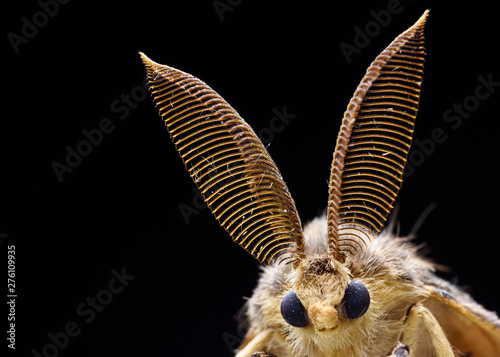 Gypsy moth detail, lymantria dispar © pedro