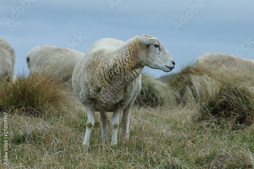 Sheap standing the grass
