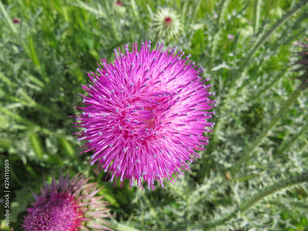 Carduus acanthoides. Thistle prickly bud close up on a green background. Carduus acanthoides. Thistle prickly bud close up on a green background.