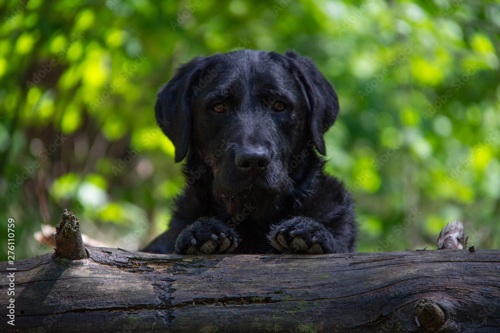 Black dog looking into the camera with front legs on a tree trunk