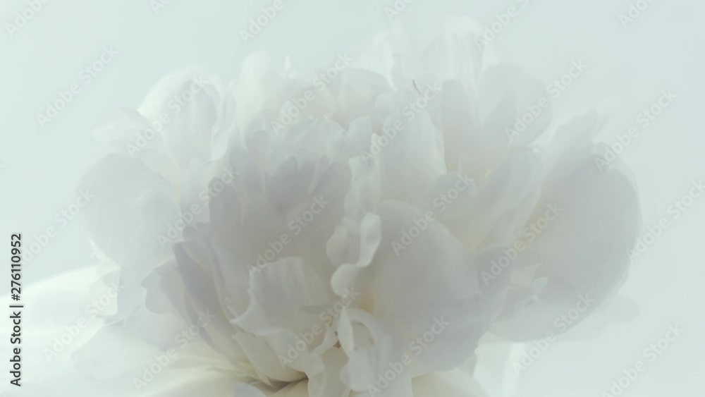 Peony. Beautiful white Peony opening background. Blooming peony flower closeup. Timelapse 4K UHD video footage. 3840X2160