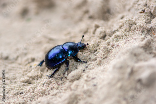 beetle on green background