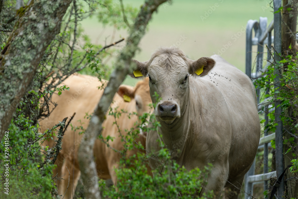 Pale cow standing in lush green foliage Pale cow standing in lush green foliage