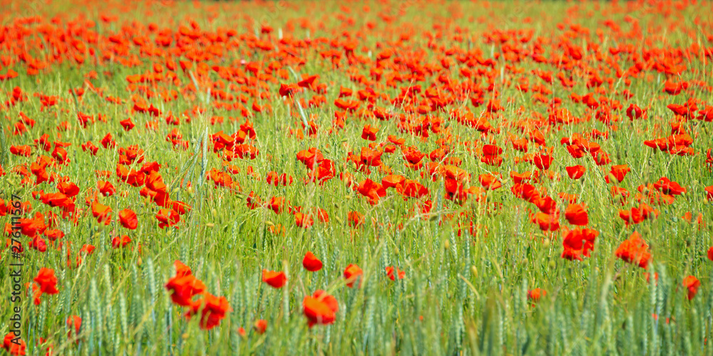 Fototapeta premium Field of organic wheat with poppies