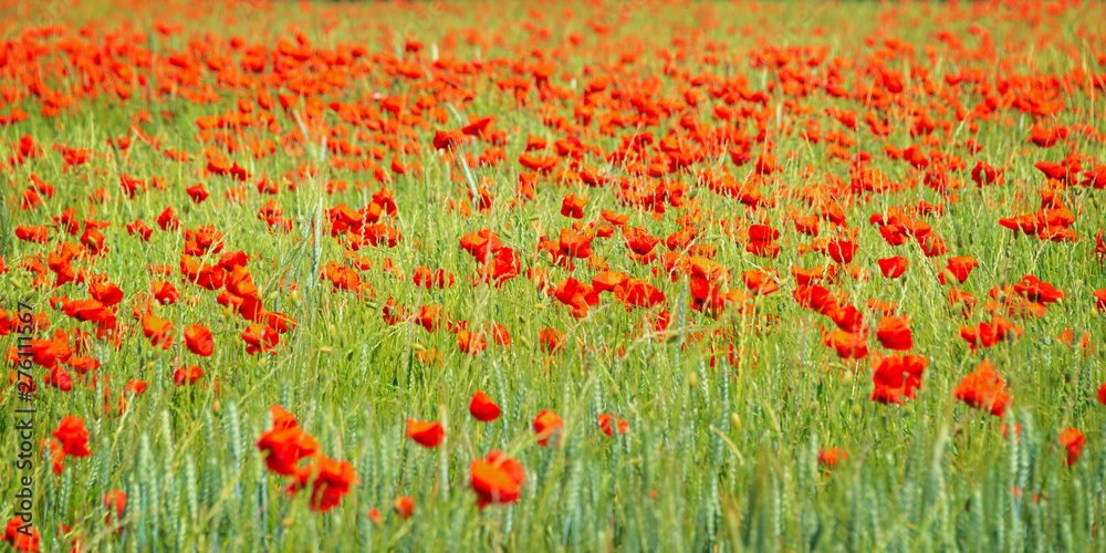 Field of organic wheat with poppies