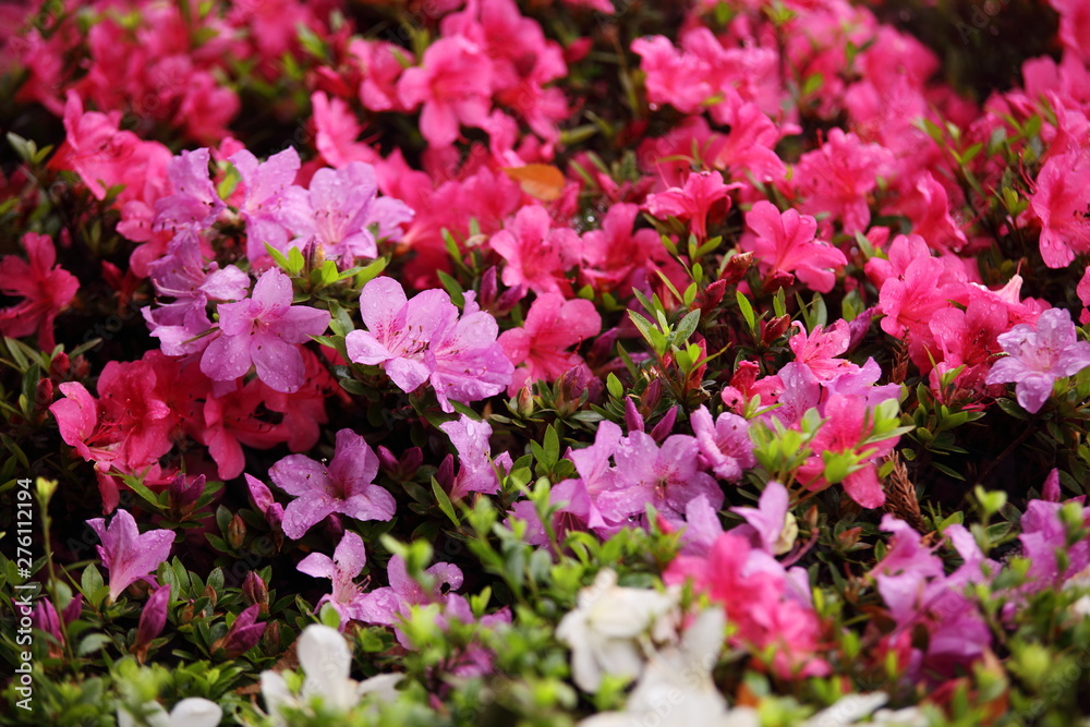 つつじの花