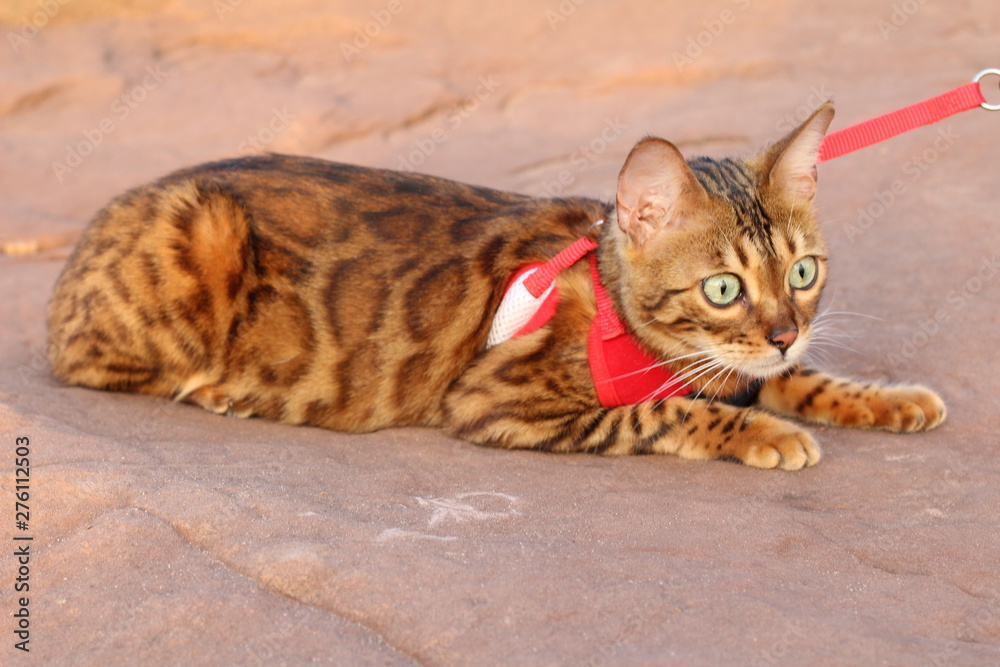 Fototapeta premium Stunning exotic leopard cat with gorgeous fur