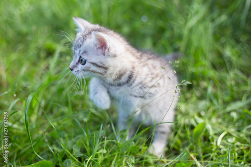 Little Playful Gray Kitten Play and Run on a Green Grass © lolya1988