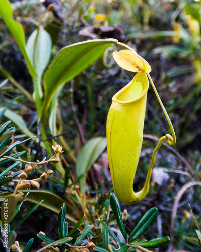 View to pitcher plant of Nepenthes,Atsinanana region, Madagascar photo