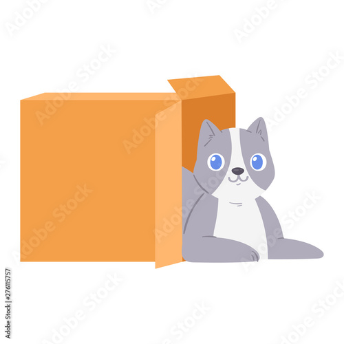 Cat in box vector kitty pet character domestic animal kitten in boxed gift illustration feline set of pussycat hidding in package isolated on white background