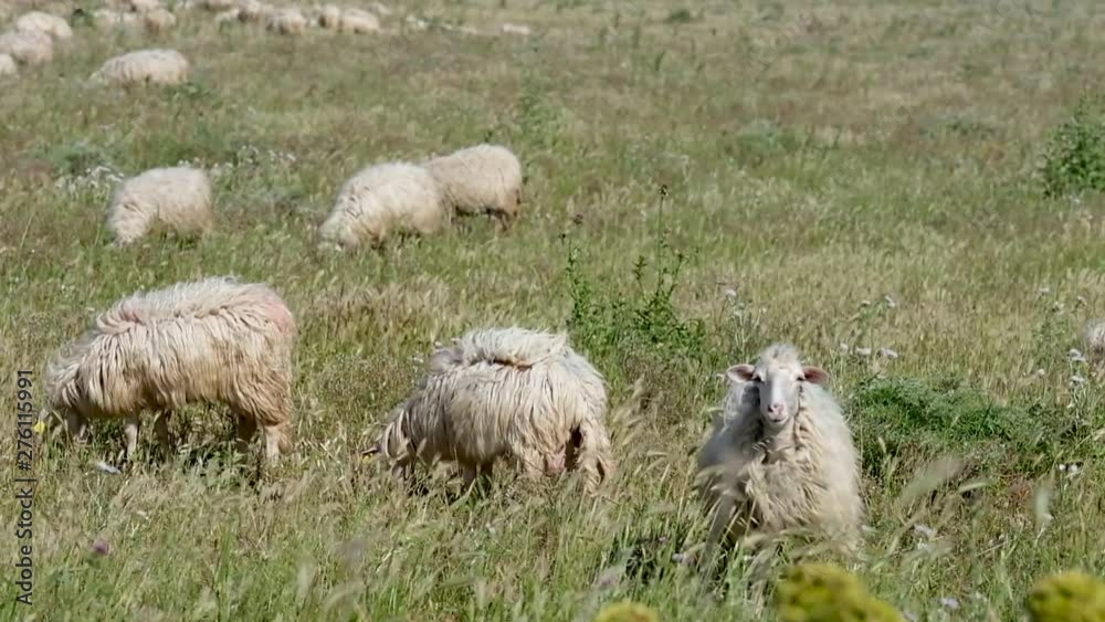 Flock of sheep grazing in the field Flock of sheep grazing in the field