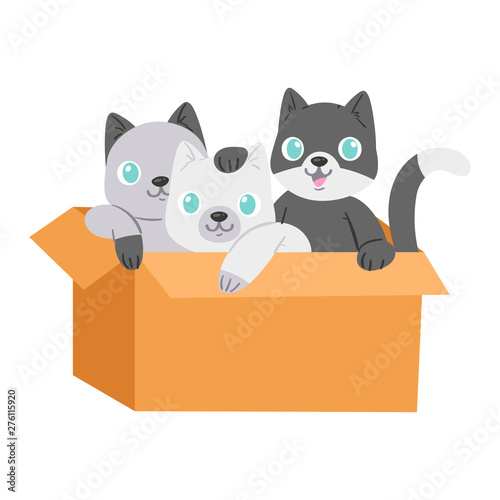 Cat in box vector kitty pet character domestic animal kitten in boxed gift illustration feline set of pussycat hidding in package isolated on white background