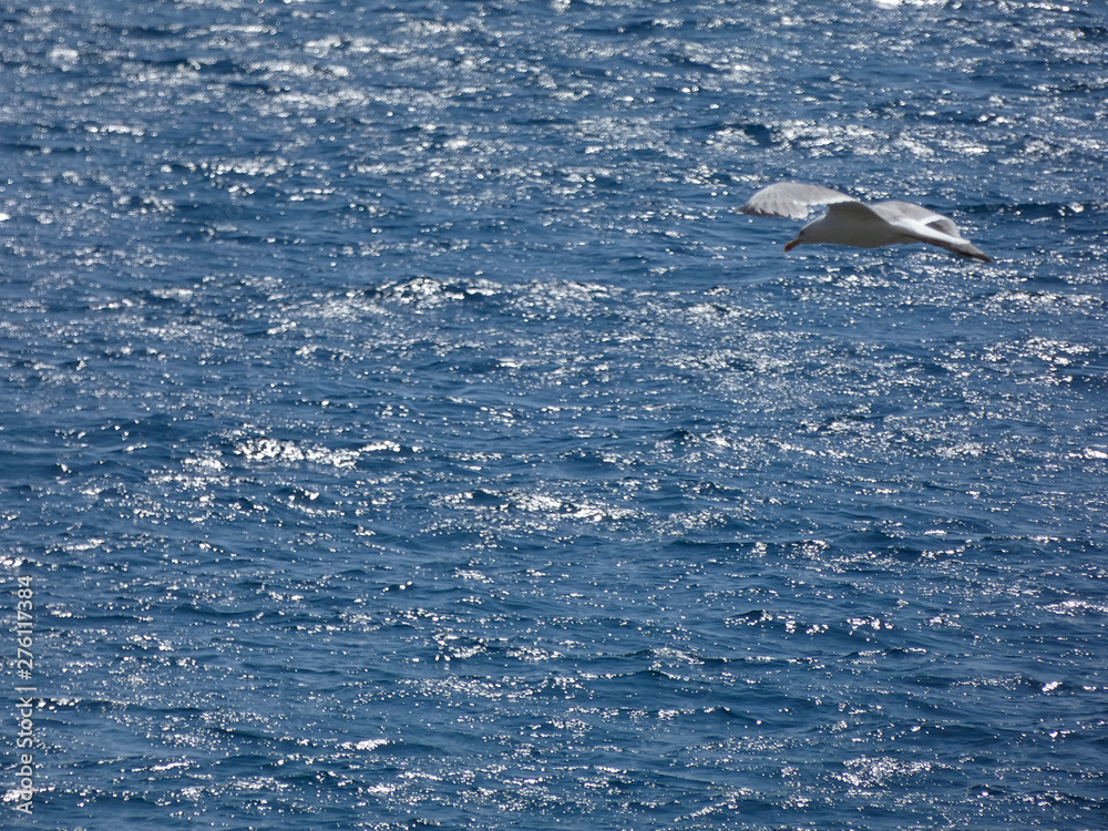 Fototapeta premium Gaviota volando sobre el azul mar mediterráneo.