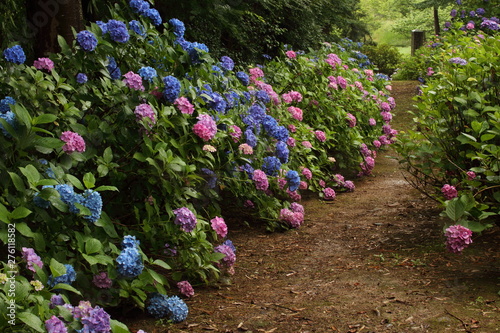 紫陽花